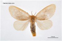 藏品(榕透翅毒蛾)的圖片